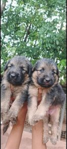 German Shepherd cross Golden Retriever puppies