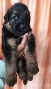 German shepherd dog puppy's