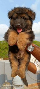 German shepherd