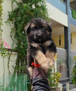 German shepherd