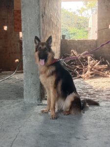 German shepherd