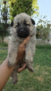 German Shepherd, female dog