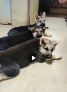 German shepherd female