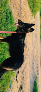 German Shepherd female