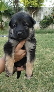 German Shepherd male dog