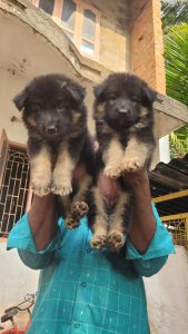German shepherd puppies available in Chennai