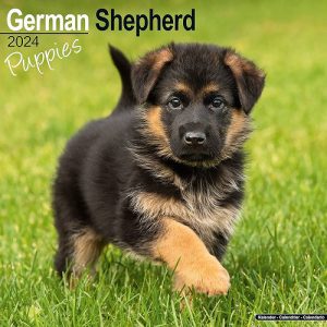 German shepherd puppies