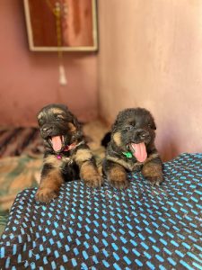 German shepherd puppies available