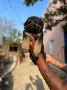 German shepherd puppies available