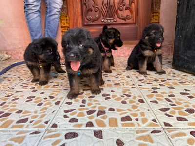German shepherd puppies available
