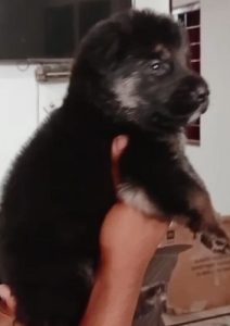 German shepherd puppies available in Delhi Gurgaon Noida location 8570830887