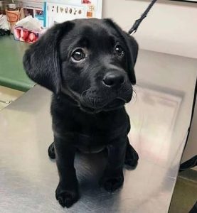 German shepherd puppies available