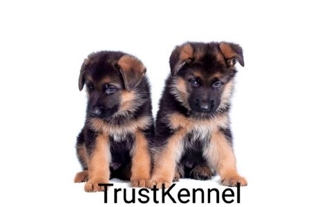 German Shepherd Puppies For Sale TrustKennel