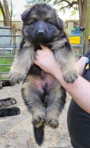 German shepherd puppies for sale
