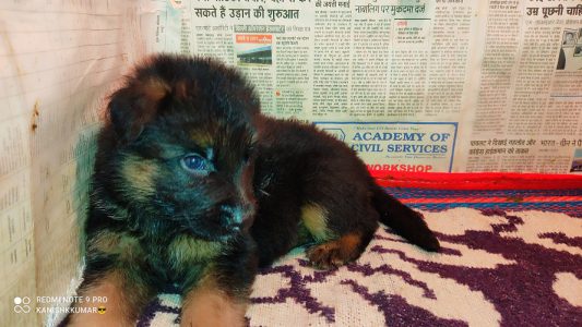 German shepherd puppies