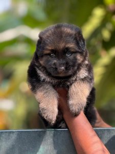 German shepherd puppies for sale