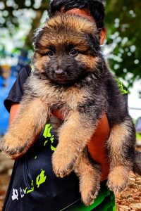 German shepherd puppies available in Chennai female puppy