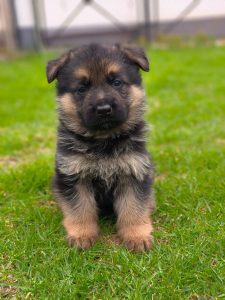 German shepherd puppies available in Chennai