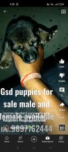 German shepherd puppies for sale male and female available