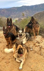 German shepherd puppy price