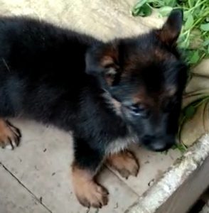 German shepherded  puppies available in Delhi Gurgaon Noida 8570830887