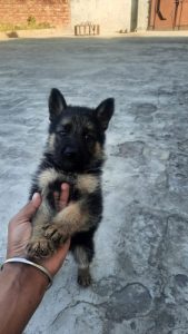 German shepherded  puppies available in Delhi Gurgaon Noida 8570830887