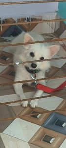 German spitz sale personal dog name is kitoo
