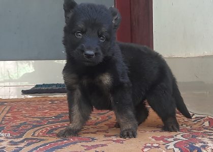 Germanshaprd  female puppy available  4 sale