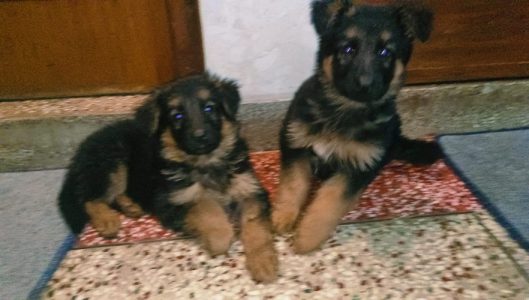 GermanShepherd Long Coated Puppies For Sale Trust Kennel