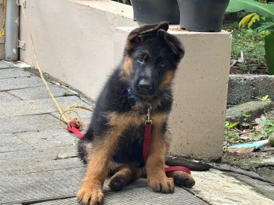 Germen shephered show quality Male puppy