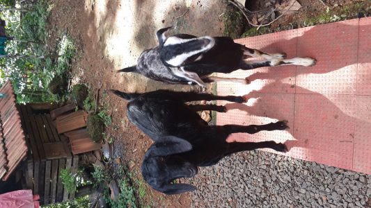 Goat/മോഴാ വില്പനക്ക്