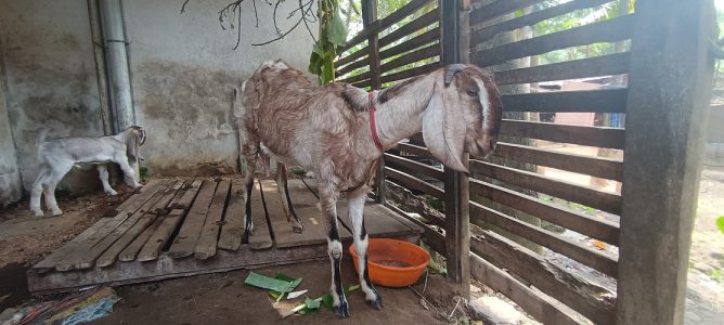 Goat for sale