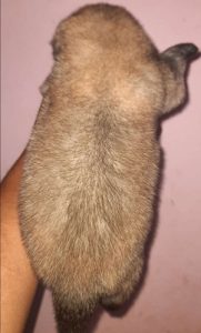 Gold colr miniature  pom available 