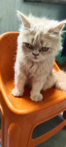 Golden brown parsian cats pair and single male female