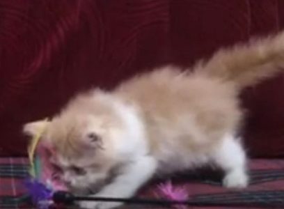 Golden/Ginger colour pure Persian kitten available