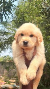 Golden retriever