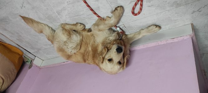 Golden retriever