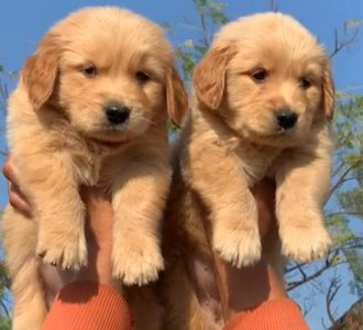 Golden Retriever Male and female available in Delhi Gurgaon Noida location 7082092005
