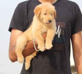 Golden Retriever male and female available