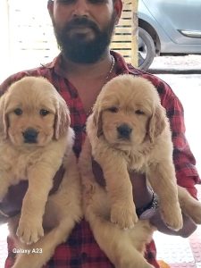 Golden retriever puppies available