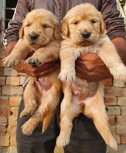 Golden Retriever puppies available