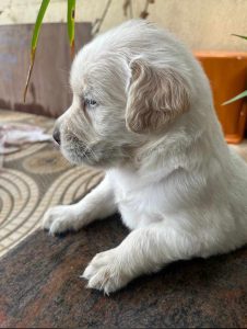 Golden retriever puppies for sale