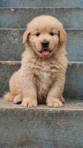Golden Retriever puppies available whatsaap 8019630452