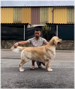 Golden retriever puppies for sale