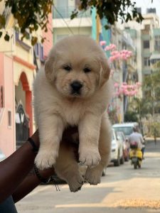 Golden retriever puppies for sale