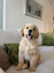 Golden retriever puppies for sale