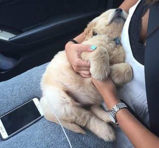 Golden retriever puppies for sale