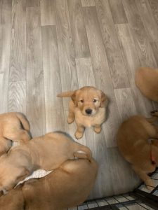 Golden retriever puppies for sale