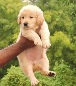 Golden retriever puppies available in Chennai
