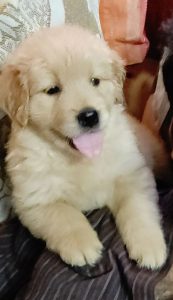 Golden retriever puppies for sale!!!